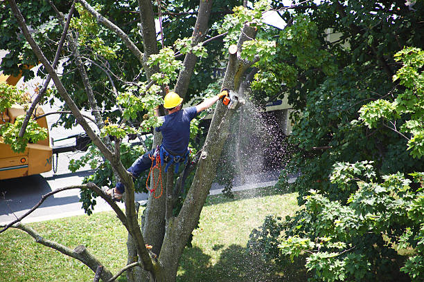 Best Stump Grinding and Removal  in USA